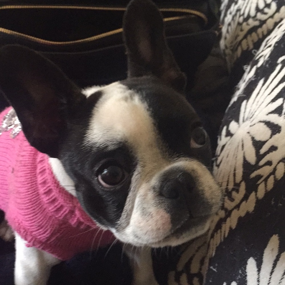 Meet your Posher, Jules
